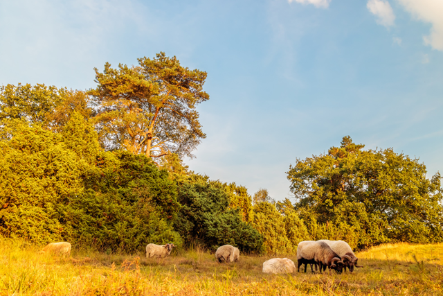 Wandelvakantie Drenthe mooiste wandelreizen Nederland