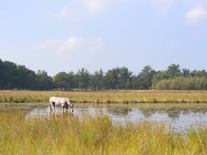 Leersumse Veld