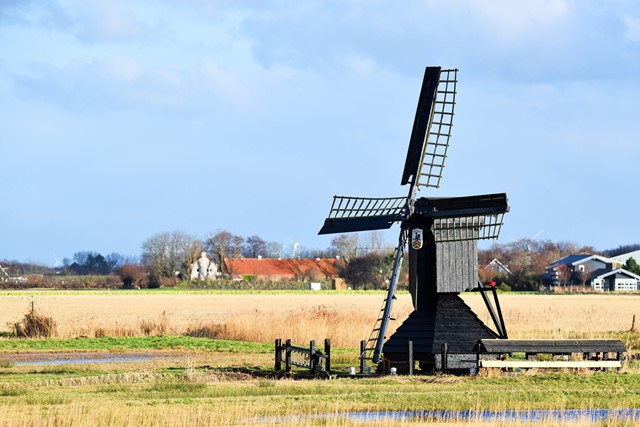molentje op het boerenland bij Callantsoog.