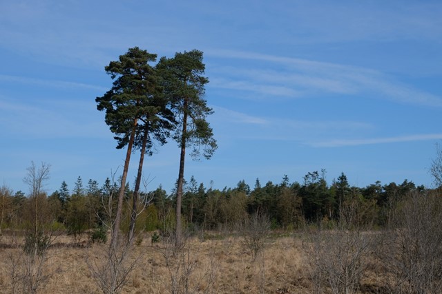 twee bomen op de heide met een blauwe lucht.