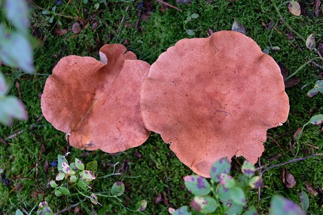 Venntrilogie Belgie; paddenstoelen