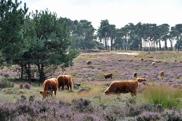 Schotse hooglanders in het Deelerwoud
