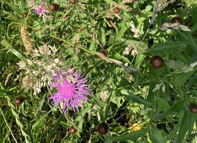 Bloeiende planten in het Bentwoud