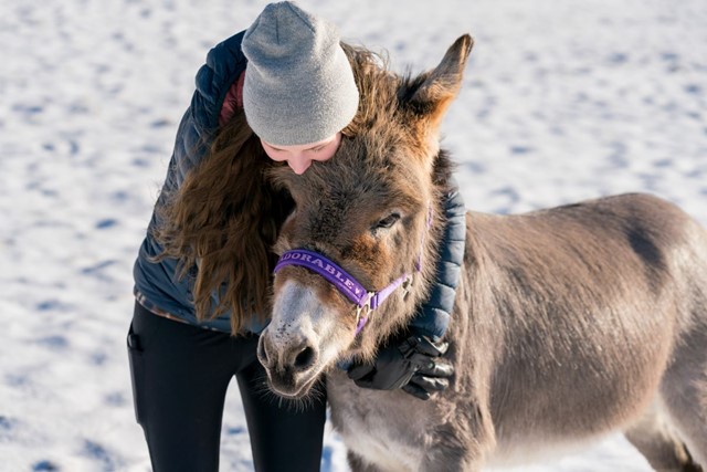 Hier Moet Je Zijn Voor Een Ezelwandeling: Ezel winter