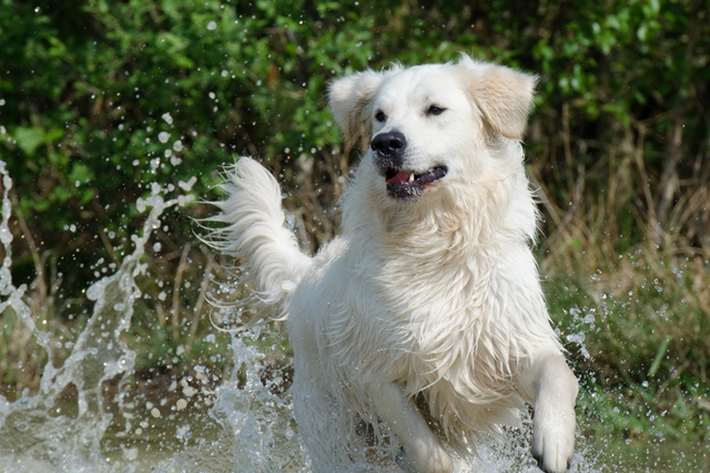 De Mooiste Losloopgebieden Voor Je Hond En Voor Jou Boswachterij Schoonloo