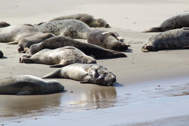 Zeehonden op het strand