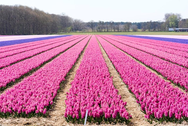 afbeelding van een veld vol bloeiende hyacinten.