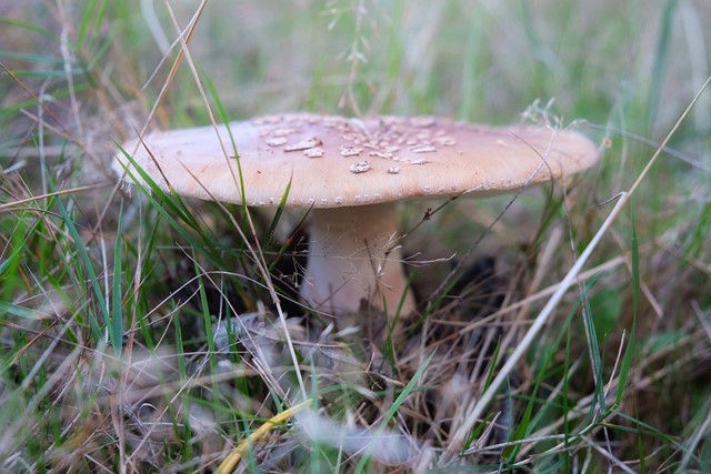 afbeelding van een paddenstoel in het gras.
