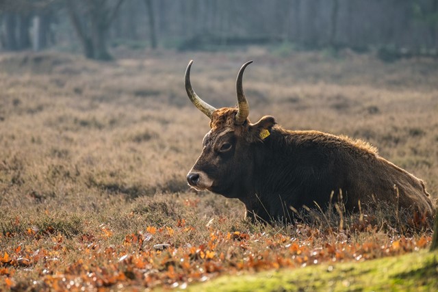 Tauros in natuurgebied De Maashorst 