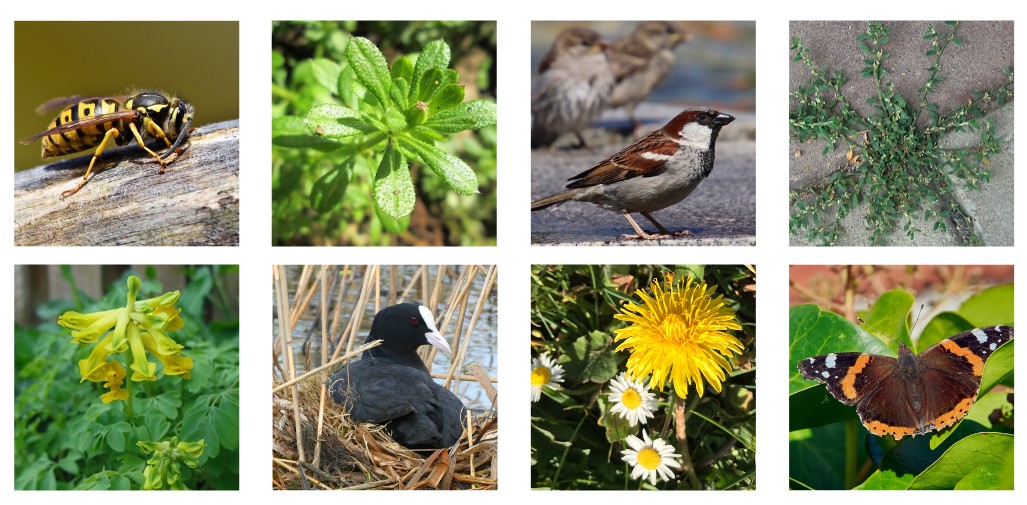 Header | Maak een natuurwandeling in je eigen woonwijk of stad