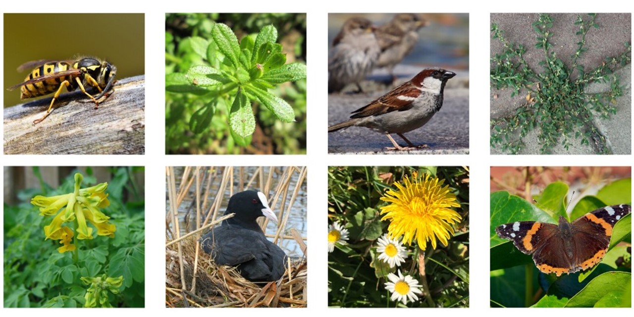 Header | Maak een natuurwandeling in je eigen woonwijk of stad