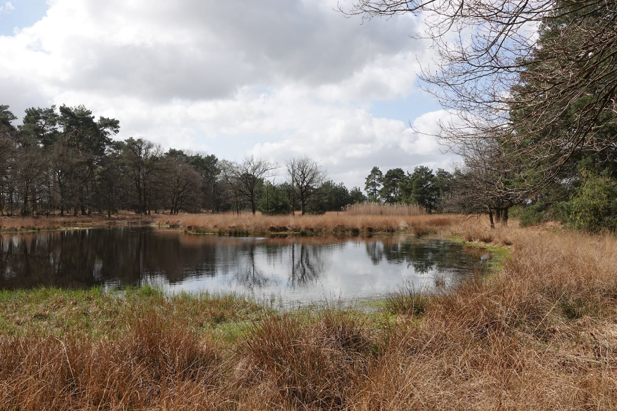 Vijf mooie paddenstoelenwandelingen in Nederland: Kampina