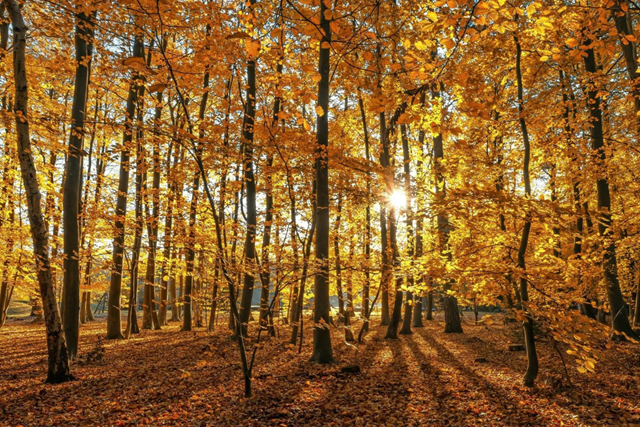 Wandelen Texel herfst Dennenbos De Dennen