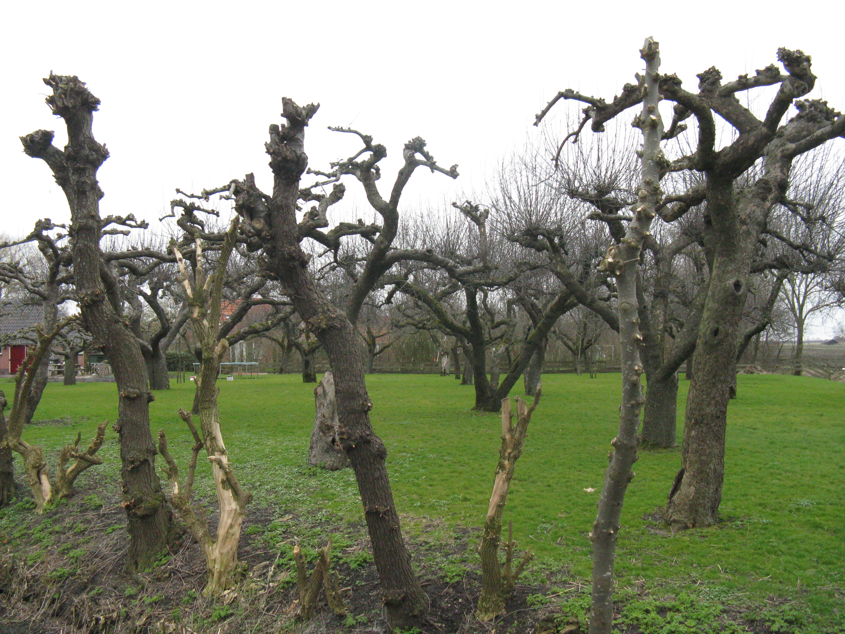 Gesnoeide bomen op het Hunze en Fivelpad