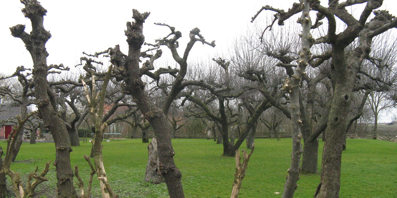 Gesnoeide bomen op het Hunze en Fivelpad