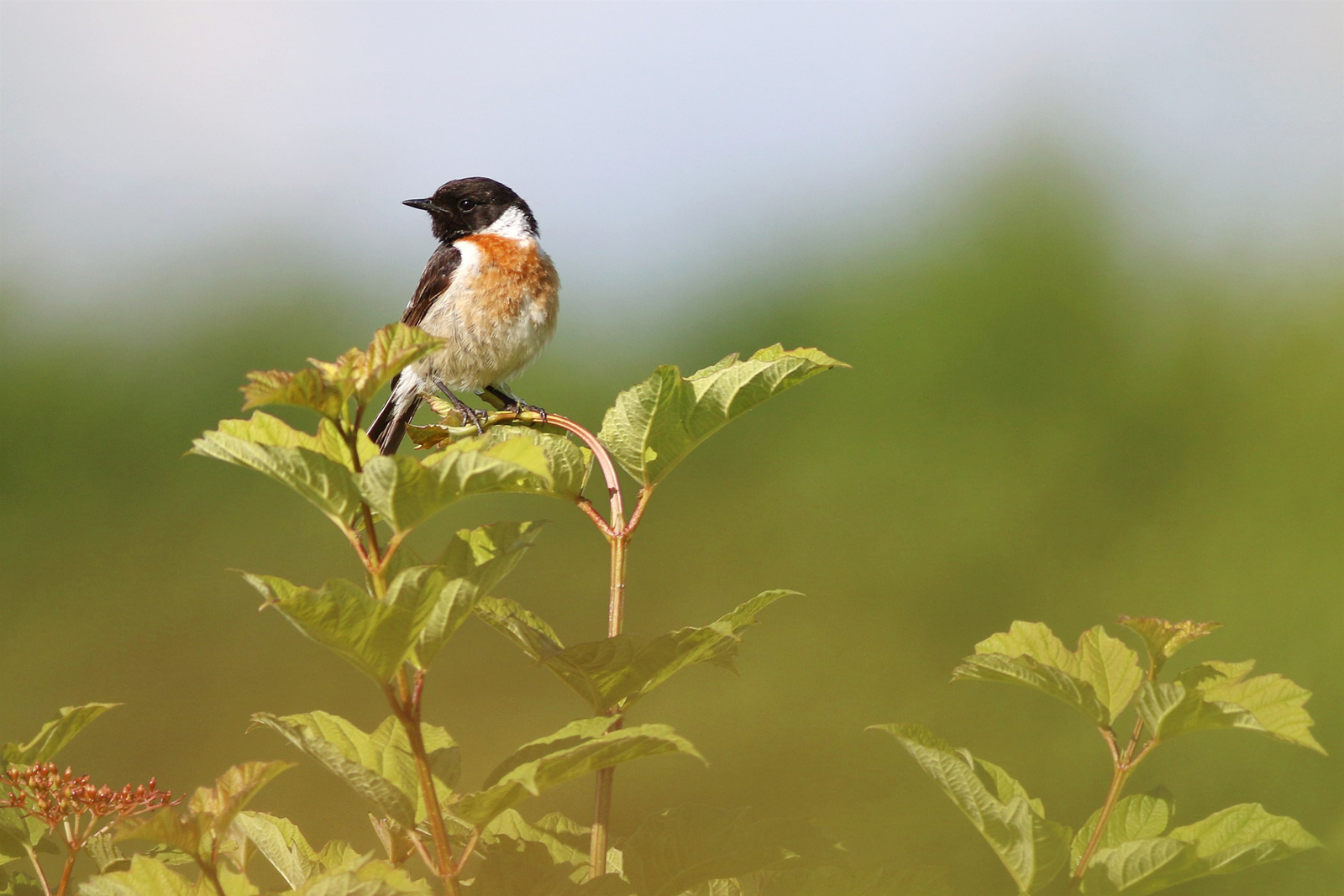 afbeelding van een roodborsttapuit op een tak.