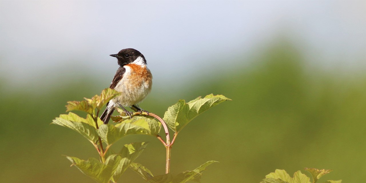 afbeelding van een roodborsttapuit op een tak.