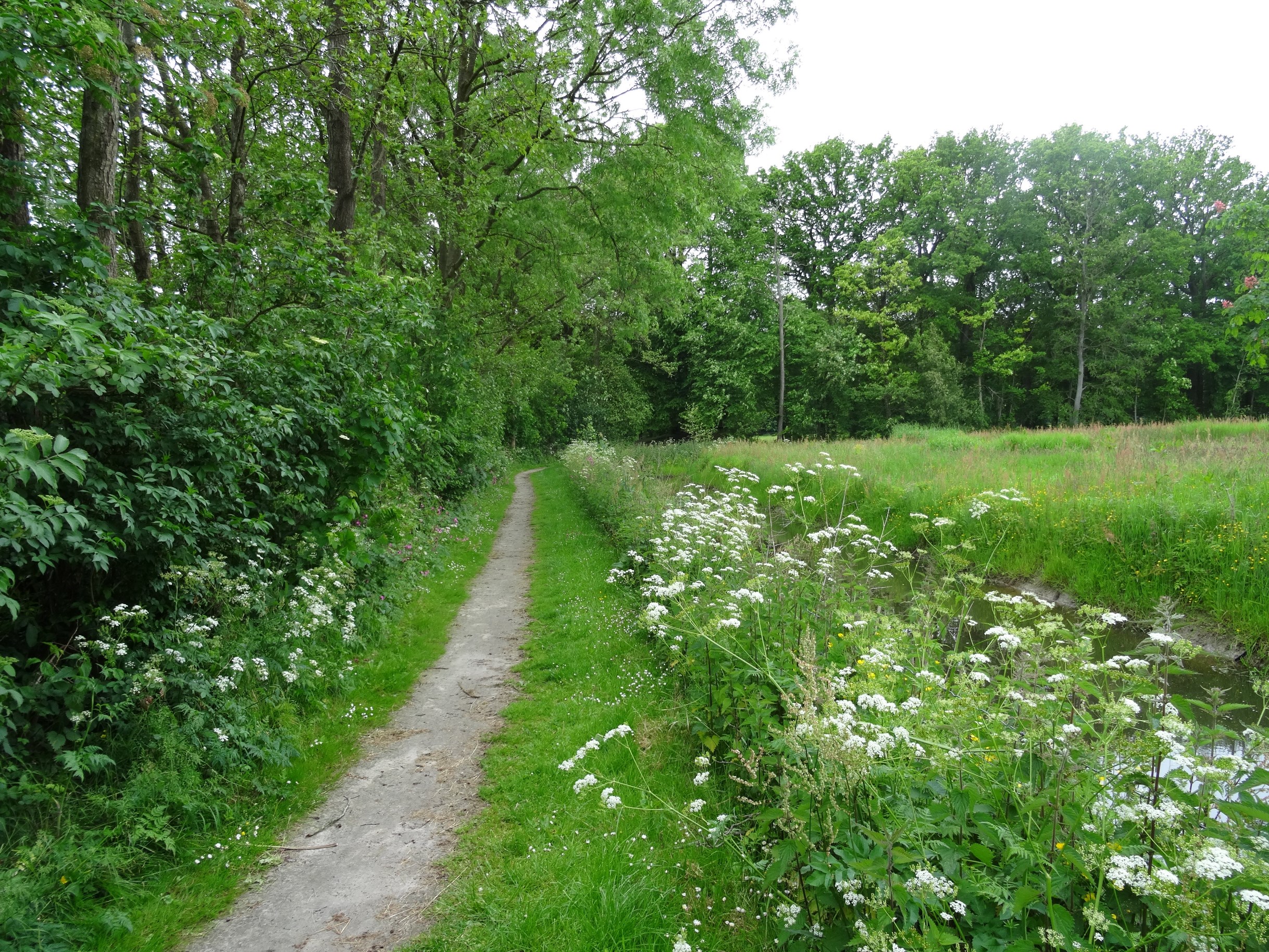 Bos Lichtaard Elfstedentoch Leeuwarden