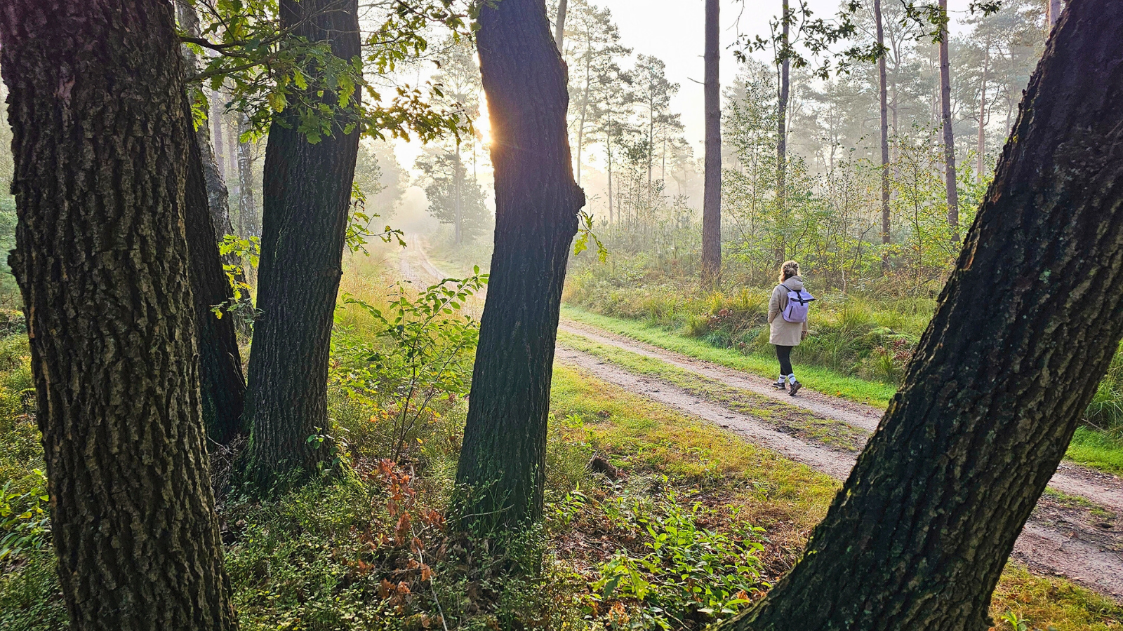 Wandelroute Veluwe Hendrik Mouwenveldroute