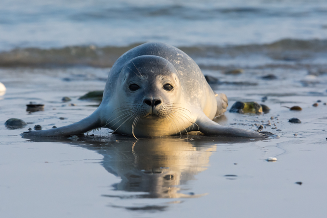 Wandelroute Neeltje Jans Duinlandschap Zeehonden