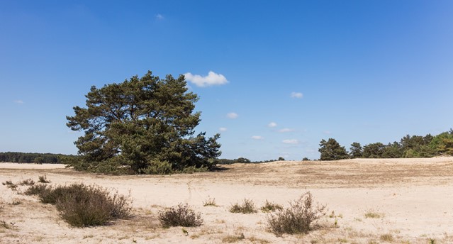 Hulshorsterzand