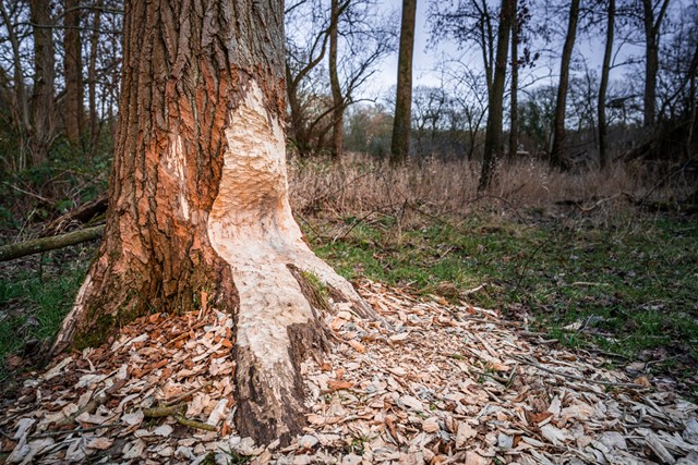afbeelding van bever knaagsporen.