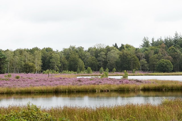 afbeelding van een meer met heide en bos.