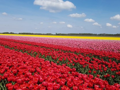 afbeelding van een kleurrijk tulpenveld