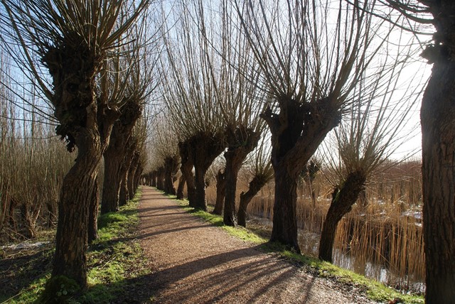 De Rhoonse grienden