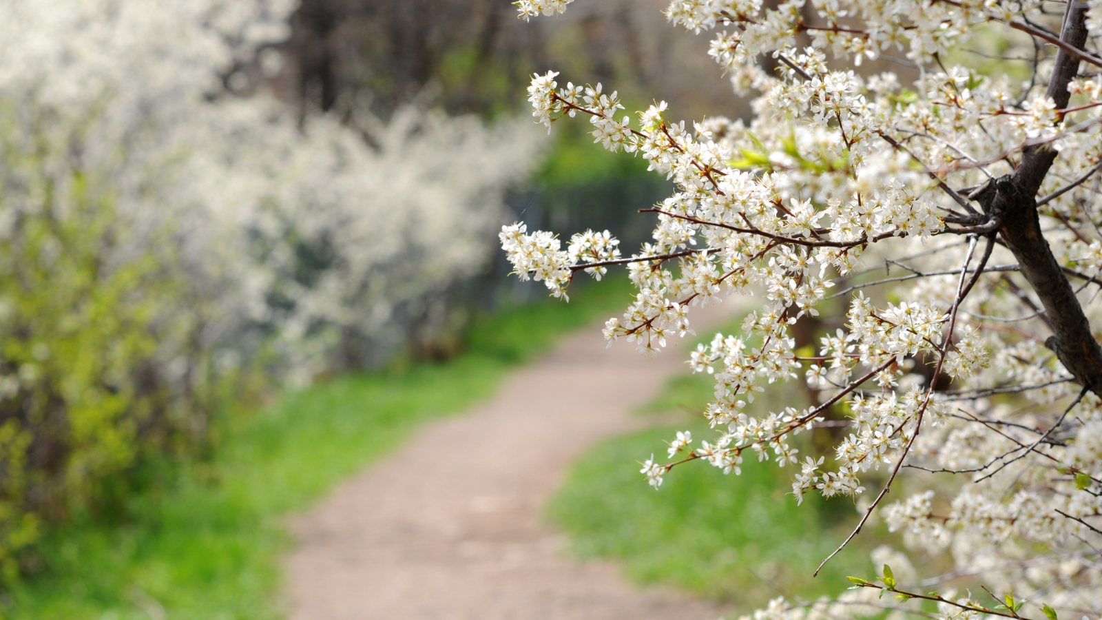 Pieterpad Wandelen Met Overnachting En Bagagevervoer