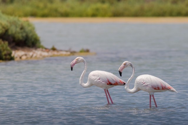 Afbeelding 2 | In Deze Wandelgebieden Kun Je Bijzondere Dieren Ontmoeten