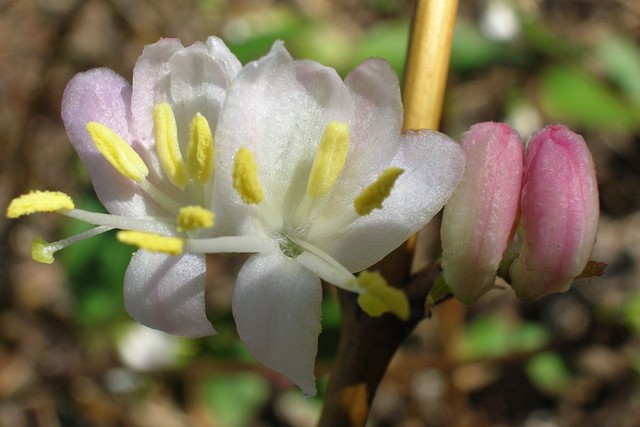 afbeelding van bloeiende winterkamperfoelie, een geel, wit, roze bloem.