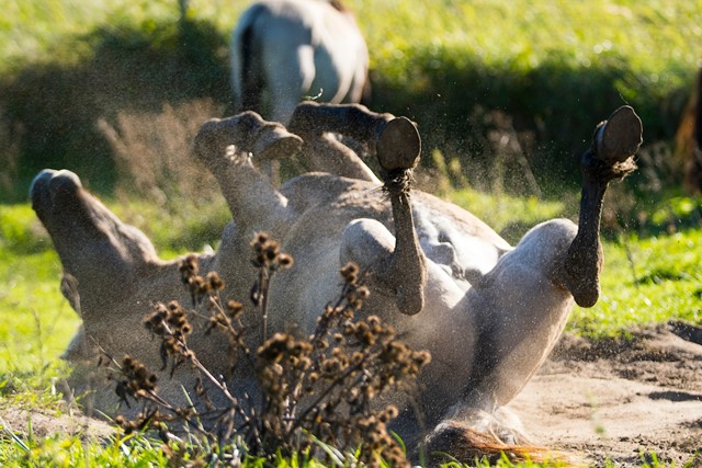 Wandelen tussen de konikpaarden