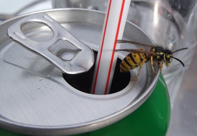 Wesp in blikje drinken
