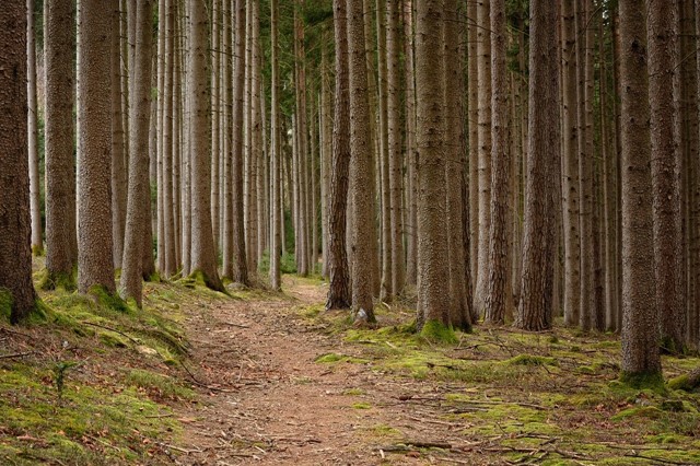 Wandelroute Hooibaan