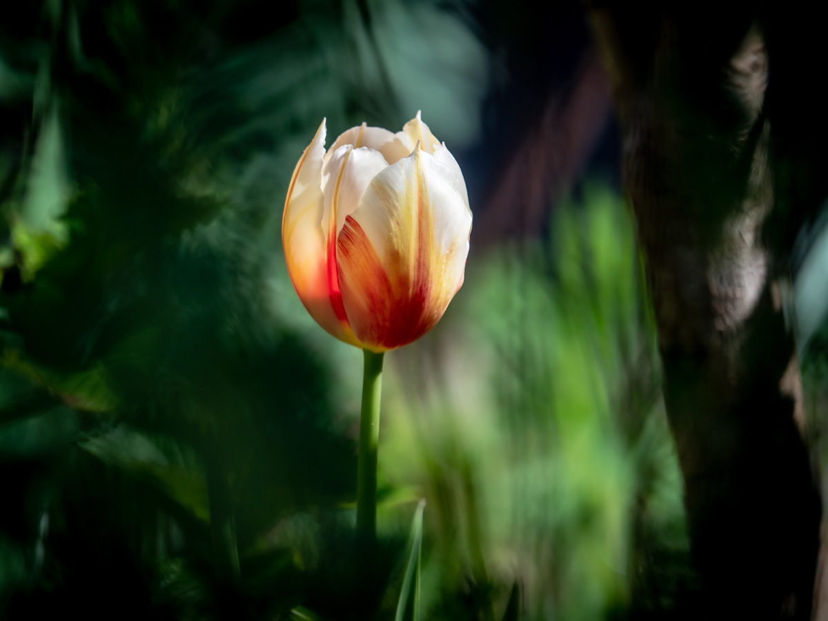 afbeelding van een tulp in het zonlicht.