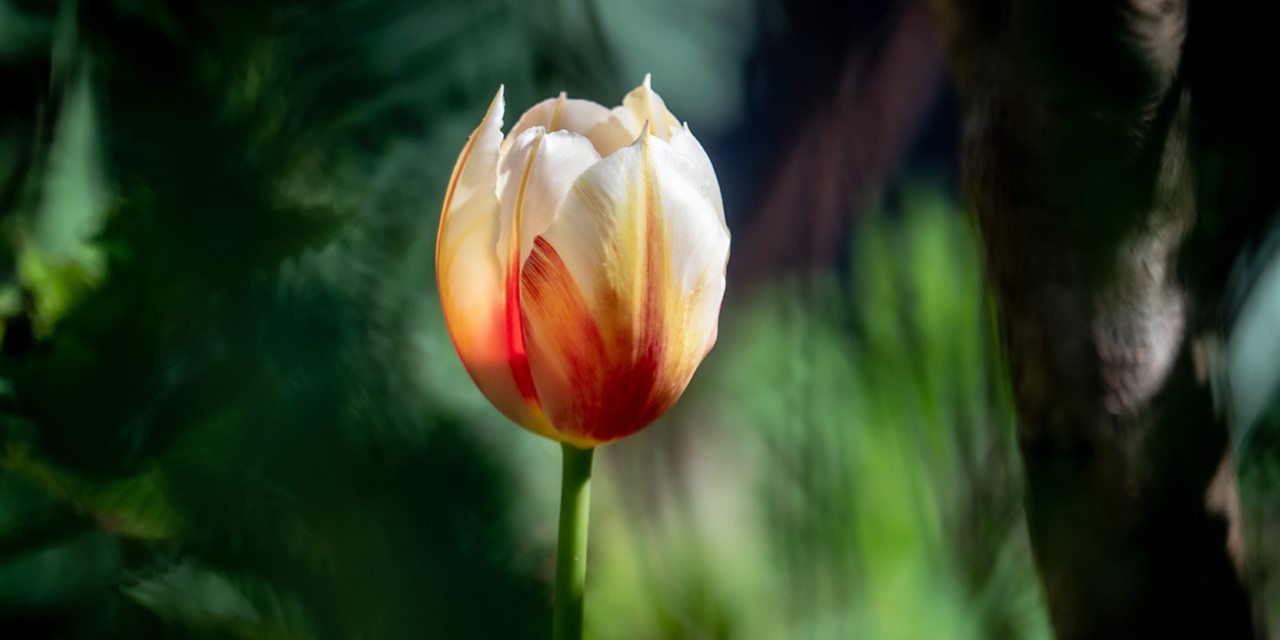 afbeelding van een tulp in het zonlicht.