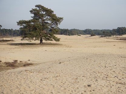 Kootwijkerzand