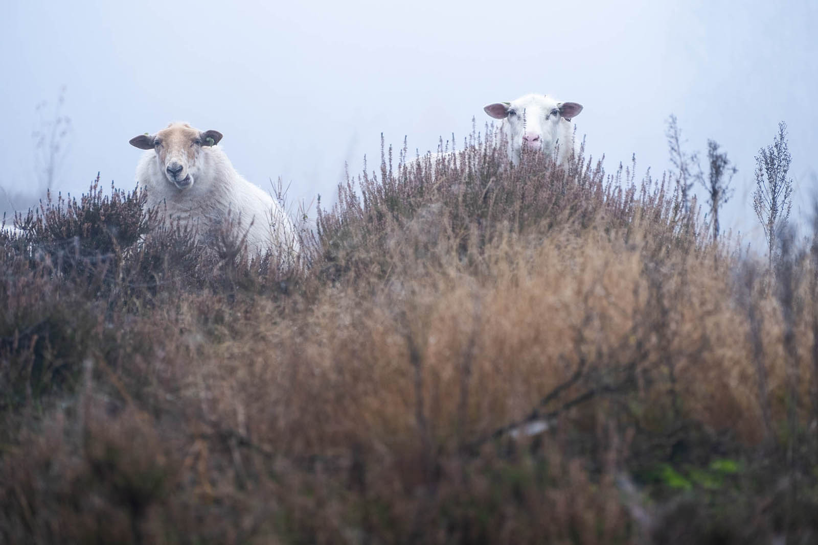 Wandelen in de ijstijd Landgoed De Hamert; schapen