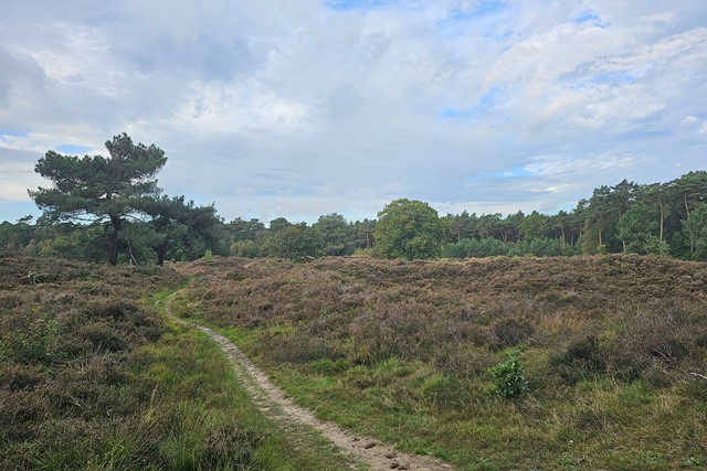 Sinterklaas wandeltochten: Ossendrecht