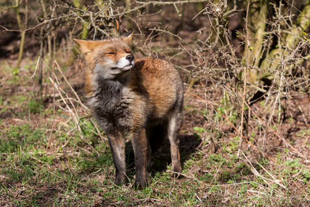 Wandelroute Oostvaardersplassen Wandel Door Nieuw Land Big Five
