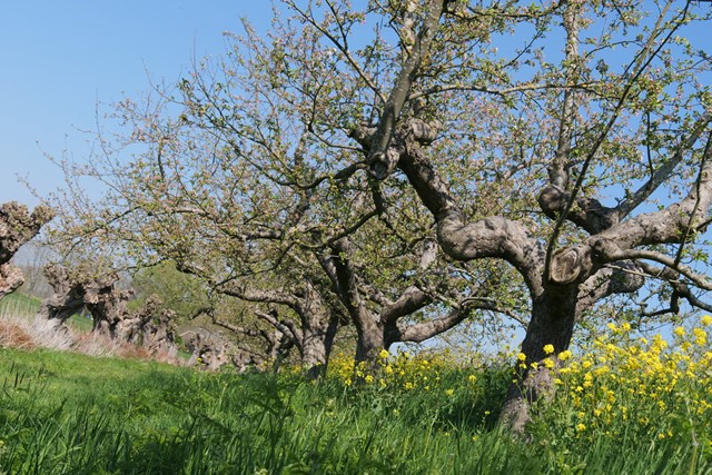 afbeelding van een rijtje kronkelende bomen op het Betuwepad.