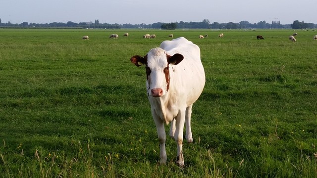 Koe in het weiland