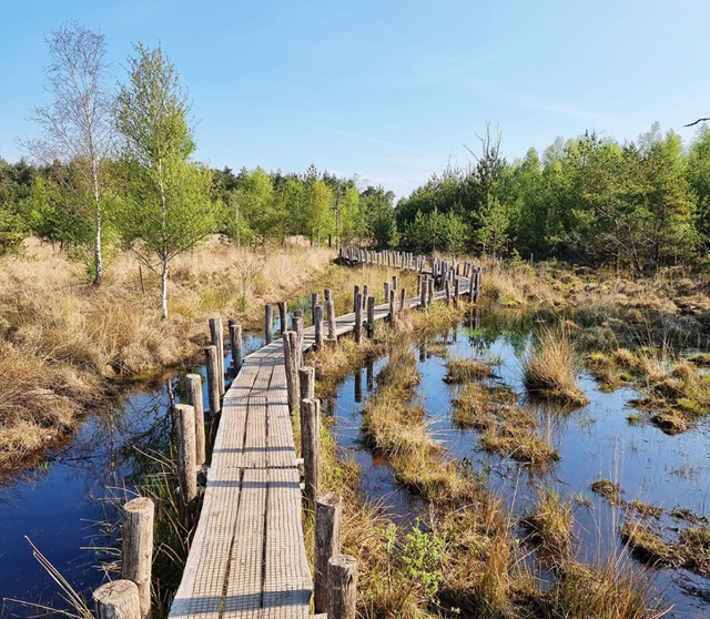 Plankenpad Dwingelderveld 