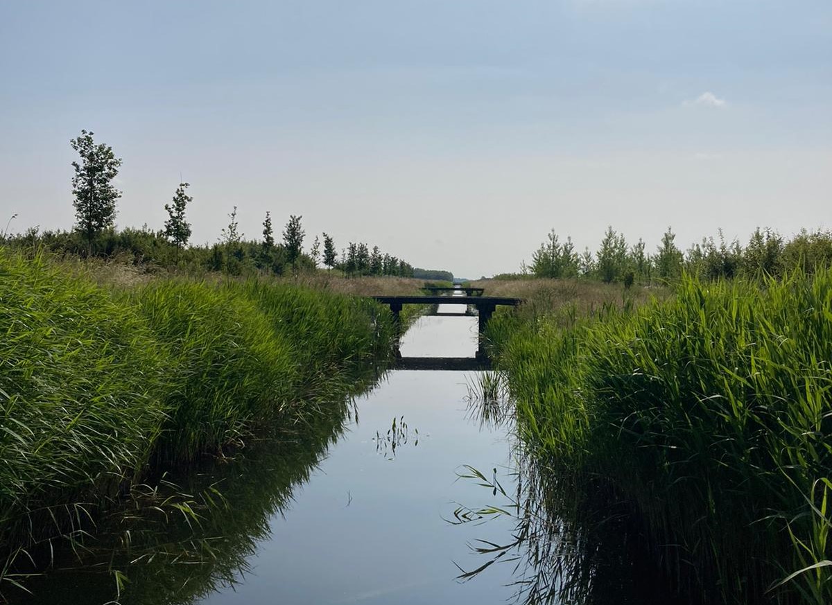 Bentwoud, foto: Saskia van den Brand