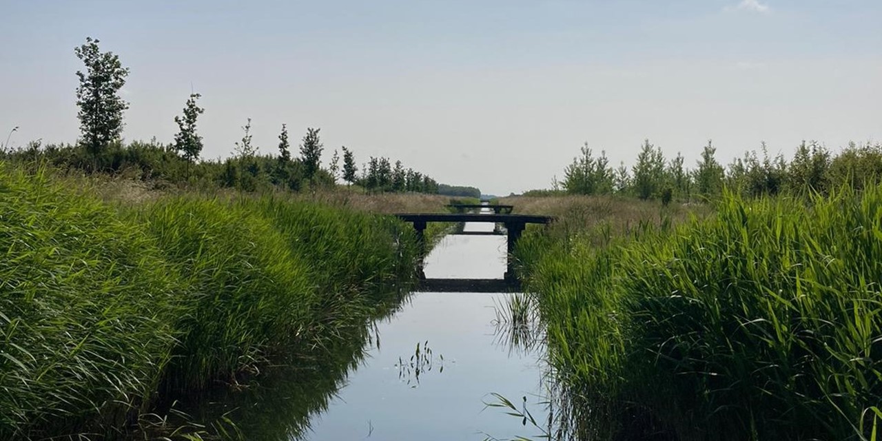 Bentwoud, foto: Saskia van den Brand