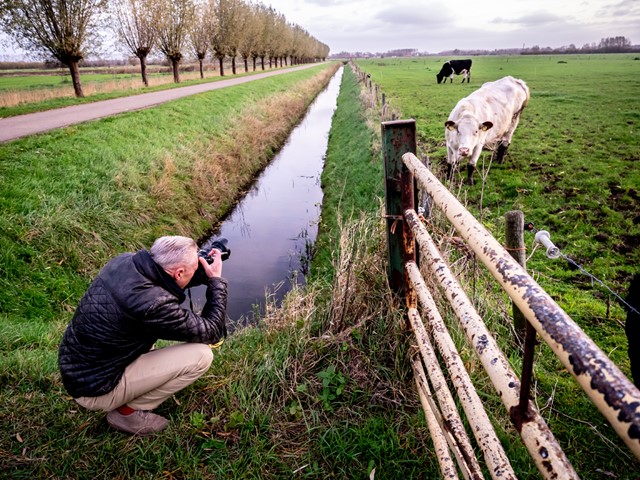 afbeelding van iemand die een foto van een koe maakt.