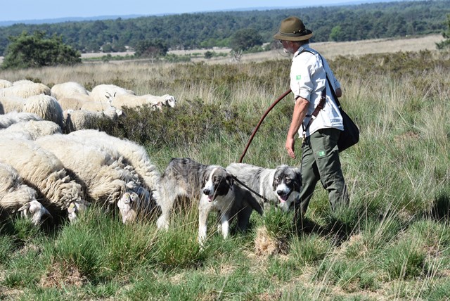 schaapsherder met schaapskudde en honden op de heide.