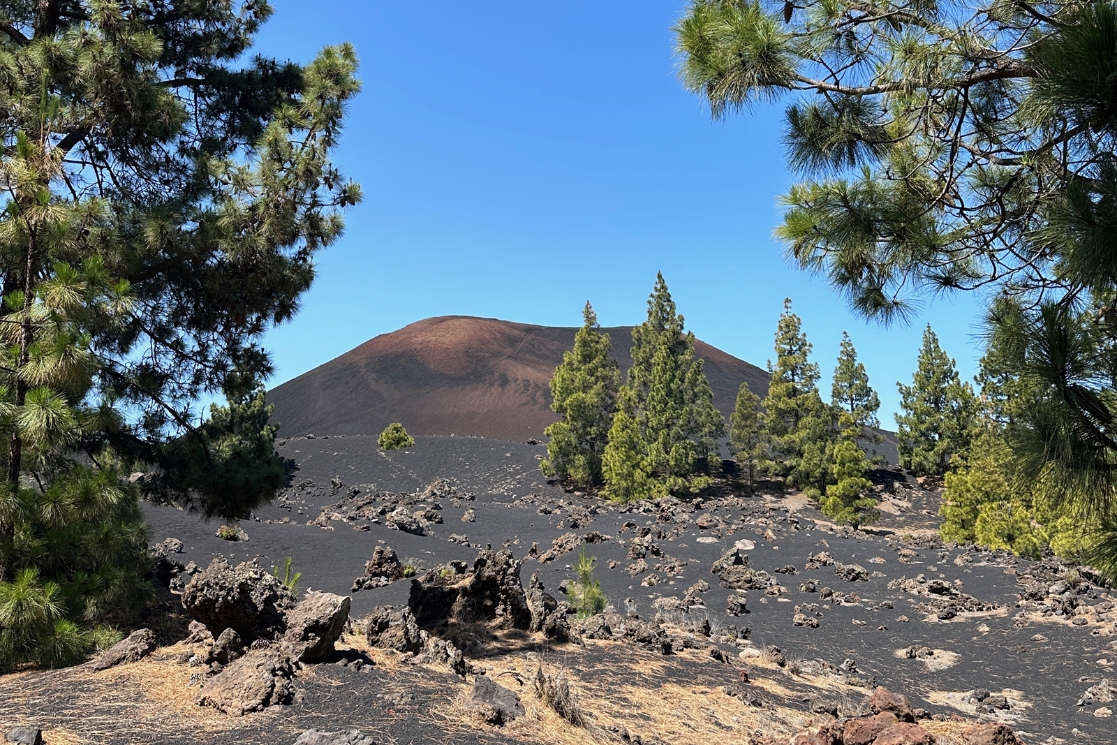 in het vulkanische gebied van de Chinyero.