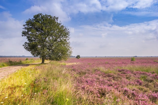 Wandelroute Dwingelderveld Familiepad Noordenveld